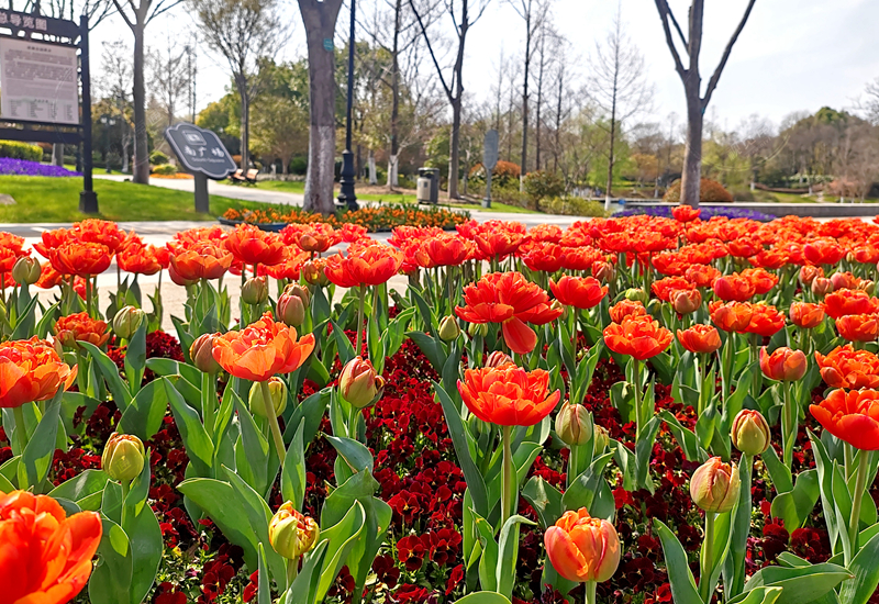 “妝點城市之春”，我市公園道路更新春季草花