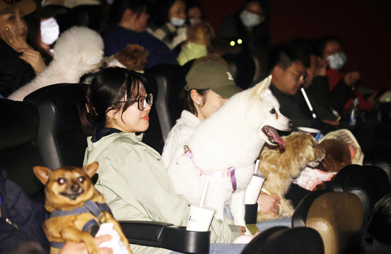 尊重生命 愛護動物 | “家長”帶百余只狗狗共看電影《忠犬八公》